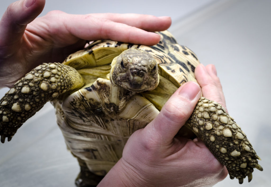 Turtle at Oconomowoc Animal Hospital