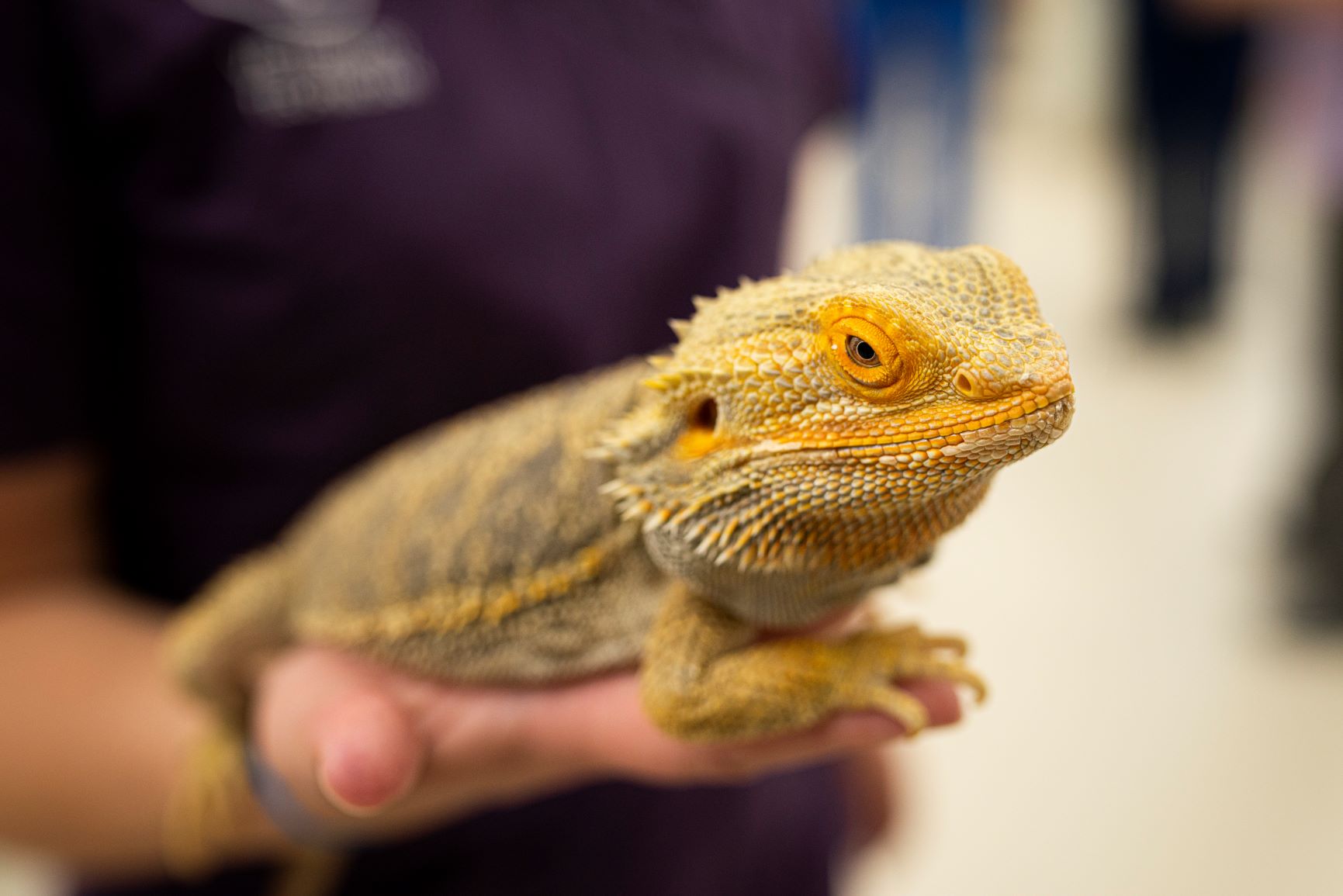 Bearded dragon at Oconomowoc Animal Hospital