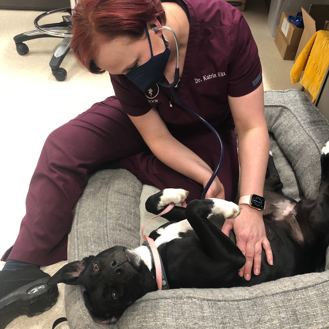 Oconomowoc Animal Hospital vet listening to Etta the dog's heart