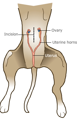 Diagram of spaying