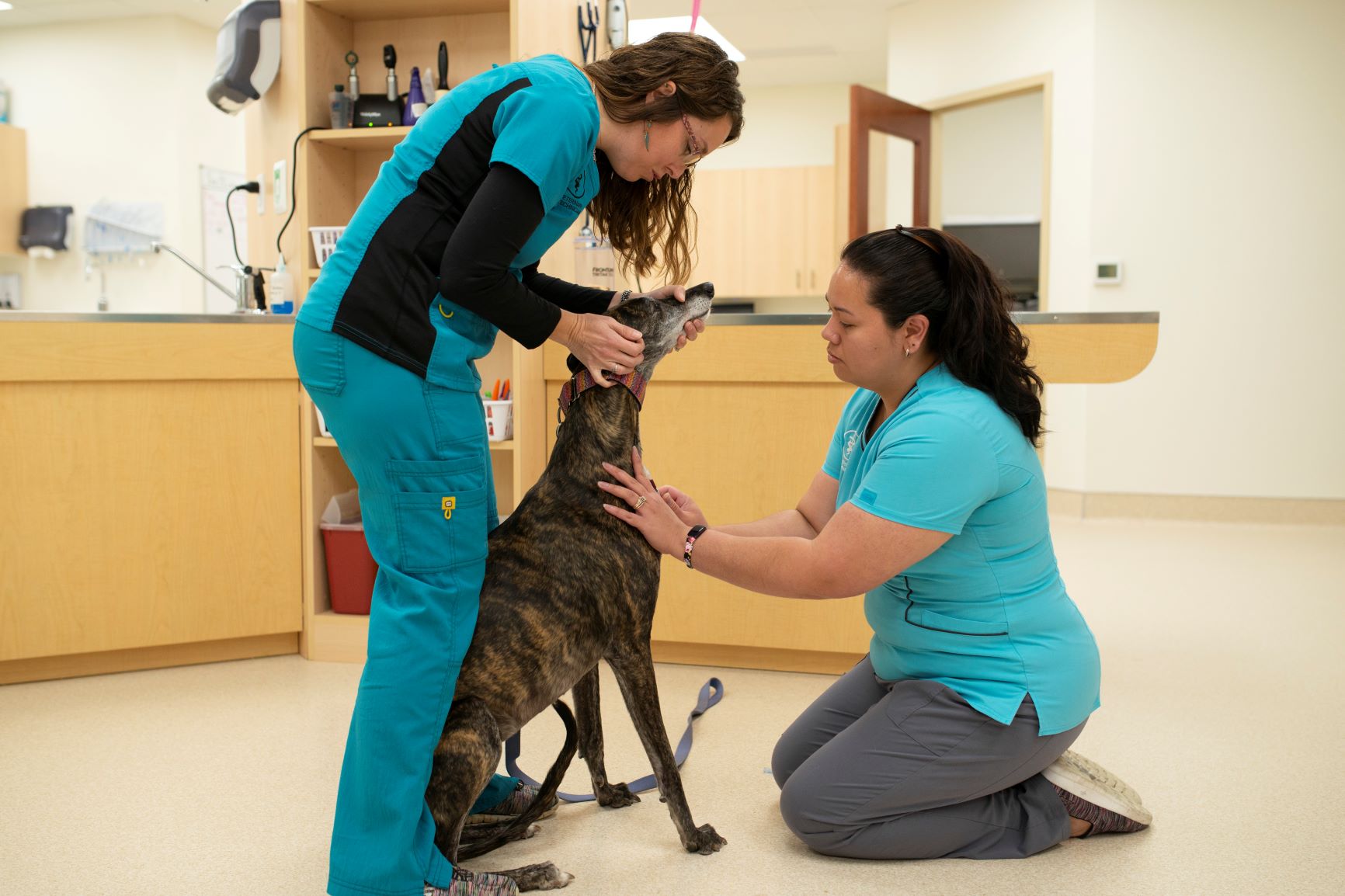 Oconomowoc Animal Hospital staff working with a dog