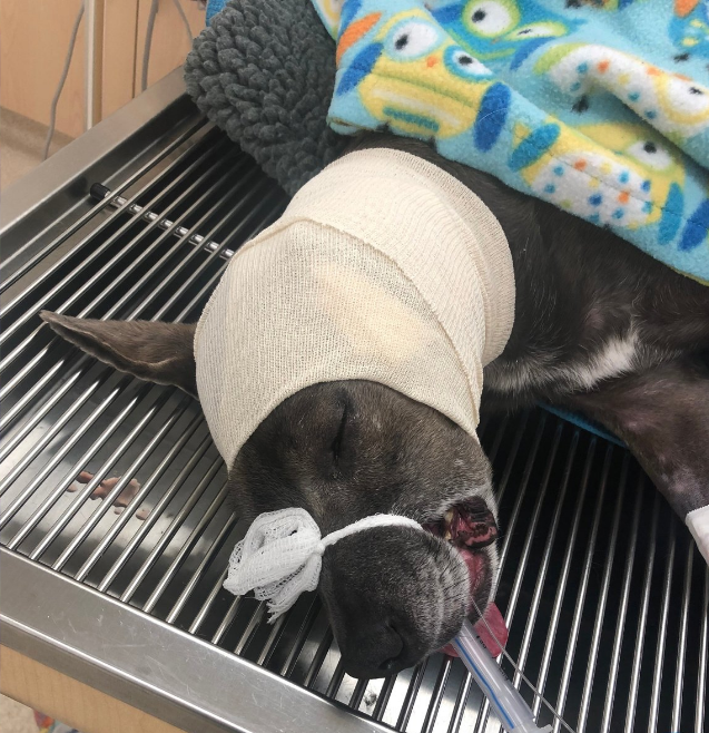 Dog under anesthesia at Oconomowoc Animal Hospital