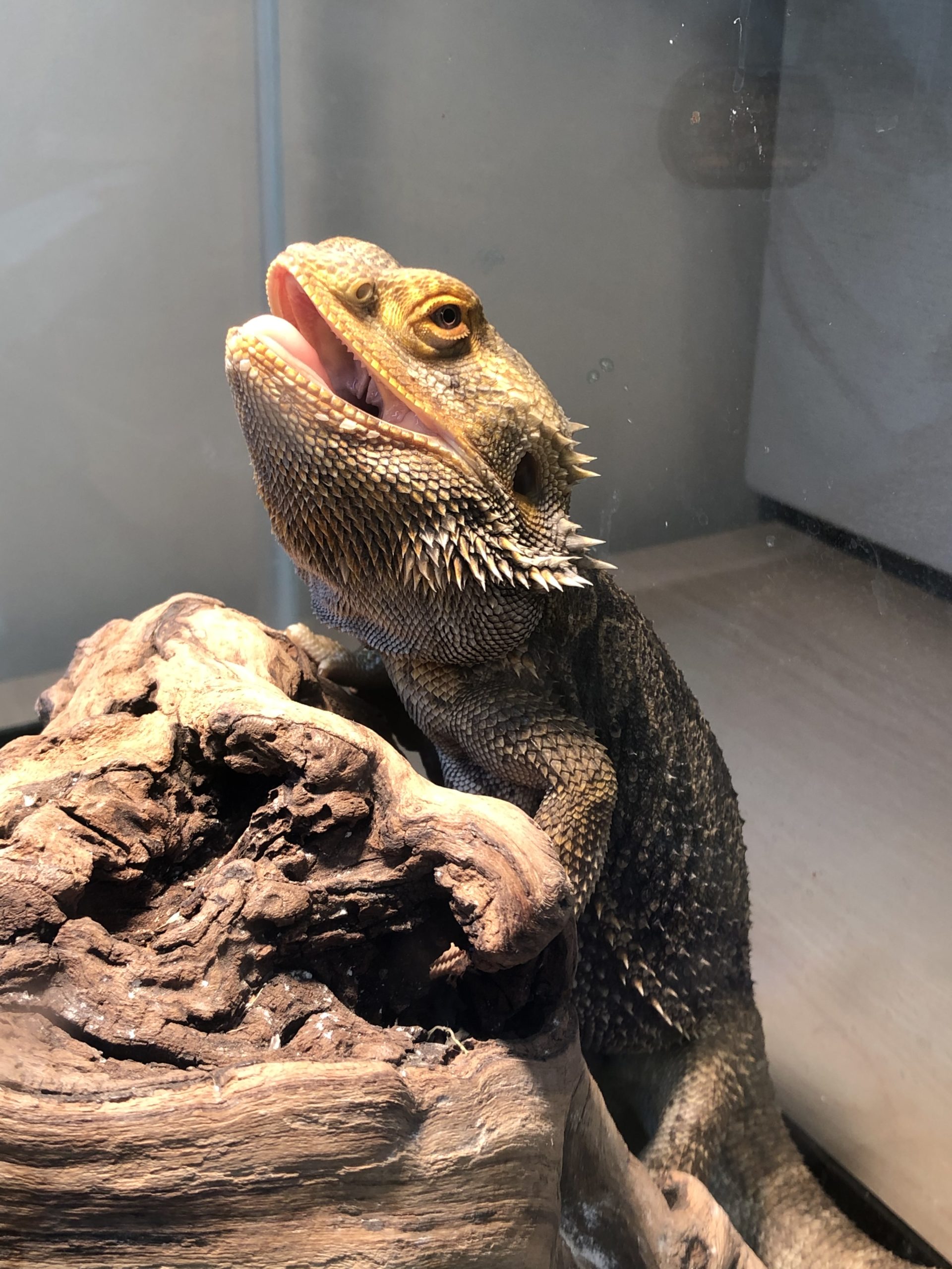 Clarence the bearded dragon from Oconomowoc Animal Hospital