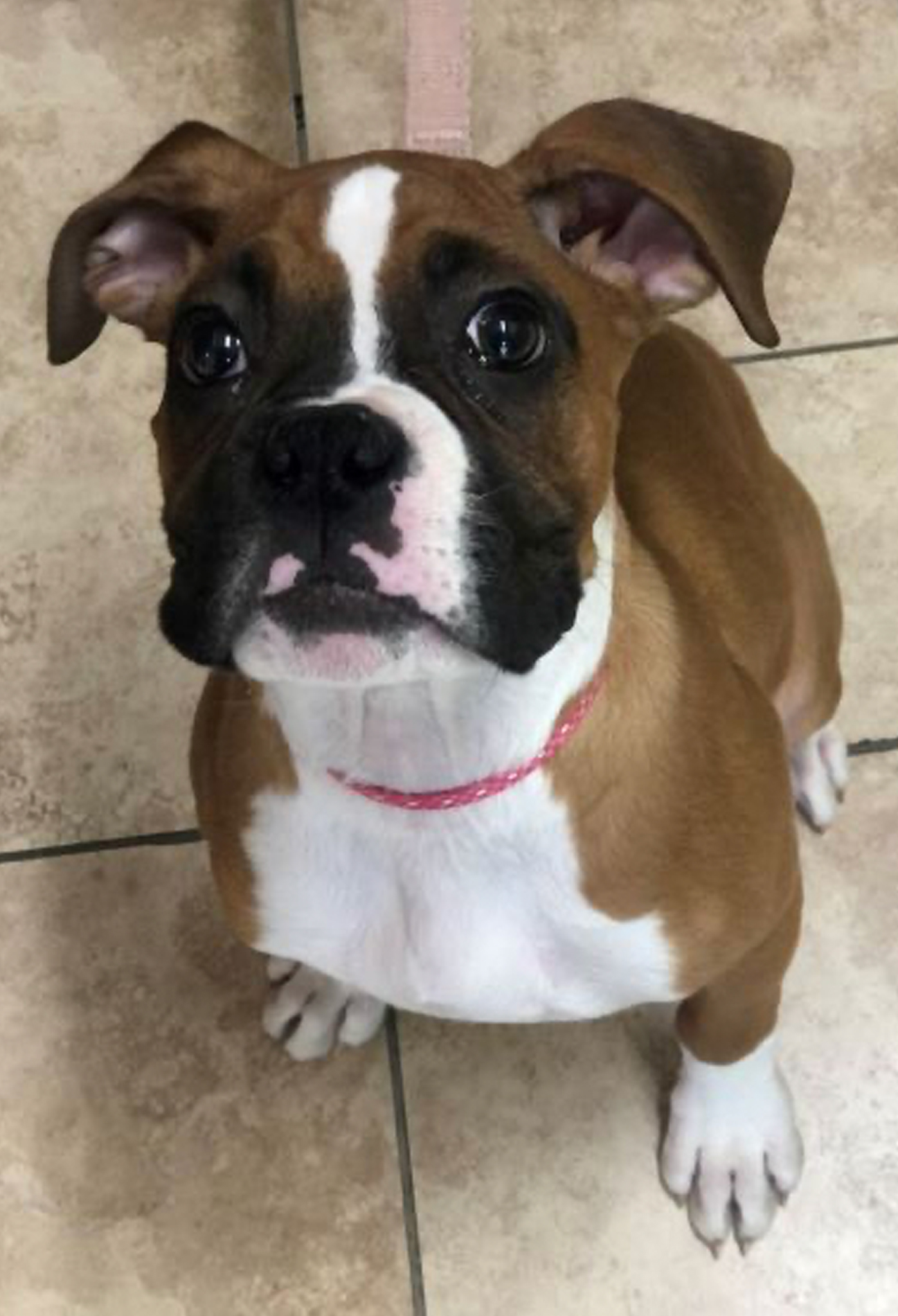 Millie the brown and black boxer